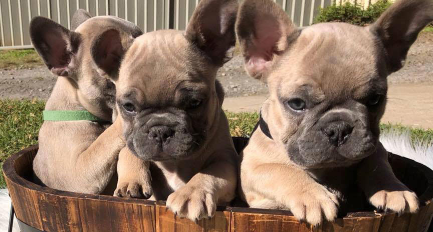 Shop for French Bulldogs - The French Shoppe